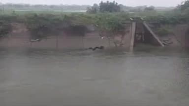 కలపాడు బ్రిడ్జి సమీపంలో తెలుగు గంగ కాలవలో కొట్టుకుపోతున్న నాలుగు గేదెలు