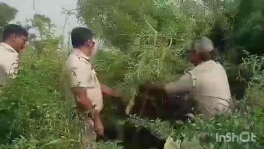 বলাগড়: বলাগড়ের চরকৃষ্ণবাটি এলাকায় বেআইনি গাঁজা চাষের বিরুদ্ধে অভিযান চালাল বলাগড় থানার পুলিশ