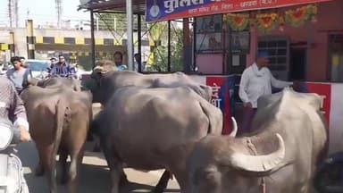 खंडवा नगर: खंडवा में ट्रैफिक जाम का अनोखा नज़ारा: भैंसों की टोली चौकी में घुसी, पुलिस ने चरवाहे की तरह भगाया
