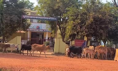ग्राम पंचायत बालघाट क्षेत्र में लगातार बढ़ रहे आवारा जानवरों से परेशानी, ग्रामीणों ने अन्यत्र स्थान पर छोड़ने की की मांग
