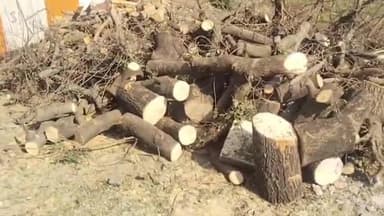 जाफराबाद: माहोरा,टेंभुर्णी , वरूड यासह तालुक्यात मोठ्या प्रमाणात वृक्षतोड सुरू,वन विभागाने लक्ष देण्याची वृक्षप्रेमींची मागणी