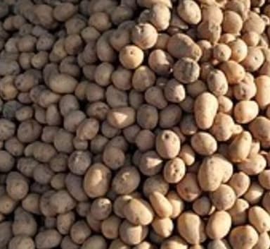 बिल्हौर: बिल्हौर में नए आलू आने से पुराने आलुओं के गिरे दाम, सहालगो में नए आलू की डिमांड अधिक