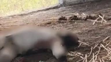 माजलगाव: माजलगाव तालुक्यातील नित्रुड जवळ कुजलेल्या अवस्थेत मृतदेह आढळल्याने खळबळ उडाली, आठ दिवसापूर्वी मृत्यू झाला असल्याचा अंदाज