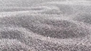 शुजालपुर: शुजालपुर मंडी में गेहूं ₹2701 और सोयाबीन ₹4596 प्रति क्विंटल तक बिका