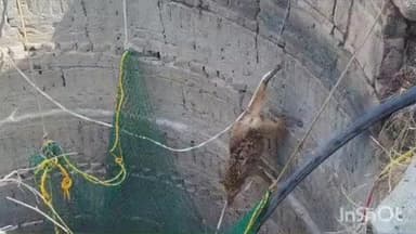 वाशिम: वन विभागाच्या तत्परतेने केनवड येथे
कोल्ह्याची विहिरीतून सुटका