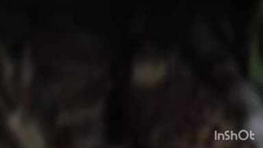 निफाड: भरवस फाट्यानजीक गणेश मंगल कार्यालयाजवळ बिबट्या मृतावस्थेत