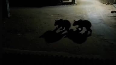 କଣ୍ଟାମାଳ: ପଲସାଗୋରା ଗ୍ରାମରେ ରାତିରେ ବୁଲୁଥିବା ଦୁଇଟି ଜଙ୍ଗଲୀ ଭାଲୁର ଭିଡ଼ିଓ ଭାଇରାଲ୍, ଲୋକେ ଆତଙ୍କିତ