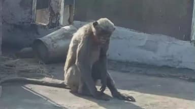 शाहूवाडी: नागाव येथे उच्च दाबाच्या वीजेचा शॉक लागून गंभीर जखमी वानरास वनविभागाकडून जीवनदान,प्रकृती सुधारल्यानंतर सोडणार