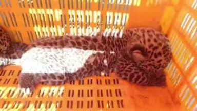 दिंडोरी: निळवंडी येथे मिळाले चार बिबट्याचे बचडे वन विभागाच्या दिले ताब्यात