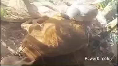 ಗುಂಡ್ಲುಪೇಟೆ: ದೇಪಾಪುರದಲ್ಲಿ ಹುಲಿ ಸೆರೆ ಬಳಿಕ ಚಿರತೆ ಹಾವಳಿ; ಕುರಿ, ಹಸು ಬಲಿ