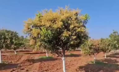 టేక్మల్: విరబూసిన మామిడి పూత వ్యాపారులు ఆనందం