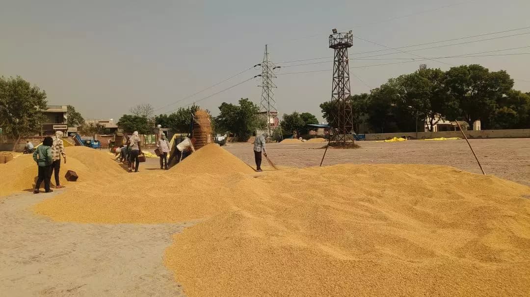 ਰਾਮਪੁਰਾ ਫੂਲ: ਚੱਕ ਫਤਿਹ ਸਿੰਘ ਵਾਲਾ ਦੀ ਅਨਾਜ ਮੰਡੀ 'ਚ ਝੋਨੇ ਦੀ ਆਮਦ ਸ਼ੁਰੂ, ਪ੍ਰਬੰਧ ਮੁਕੰਮਲ