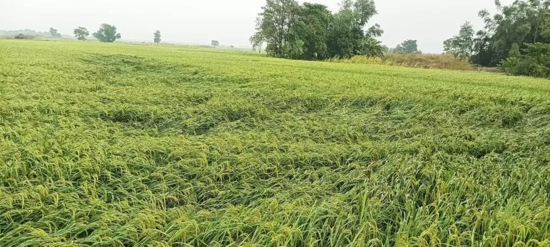 बेलदौर: बेलदौर में आंधी-बारिश ने बर्बाद की धान की फसल, किसानों की आर्थिक चिंता बढ़ी