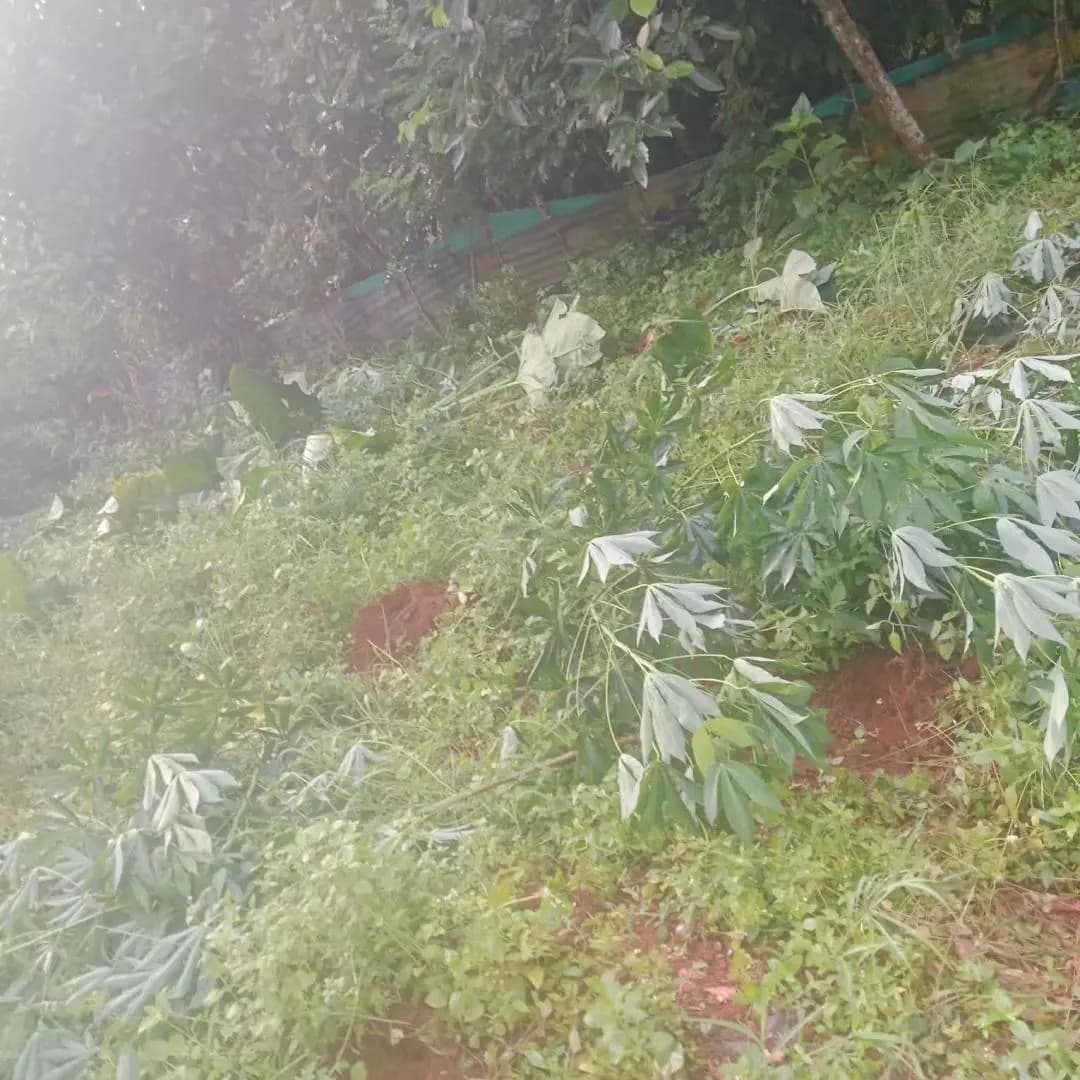 കോന്നി: തണ്ണിത്തോട്ടിൽ കാട്ടുപന്നി ശല്യം രൂക്ഷം; കർഷകരുടെ കൃഷി വ്യാപകമായി നശിപ്പിച്ചു