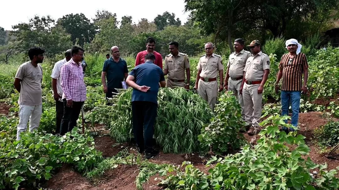 शिरपूर: शिरपूरमध्ये 2,310 किलो अवैध गांजा जप्त, किंमत 5 कोटींहून अधिक