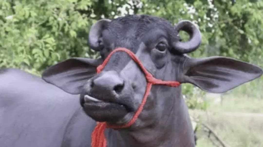 कळंब: येडशी येथील वाहनात चार जर्सी गायींची दाटीवाटी, चालकावर गुन्हा
