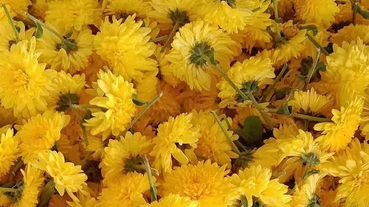 எழும்பூர்: கோயம்பேடு சந்தையில் பூக்கள் விலை கிடுகிடு உயர்வு - விவரம் இதோ!
