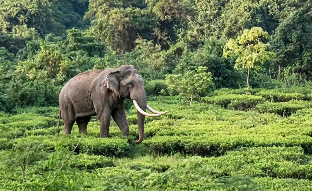 ফালাকাটা: মুজ়নাই চা-বাগানে বুনো হাতি! বনকর্মীদের দ্রুত পদক্ষেপ