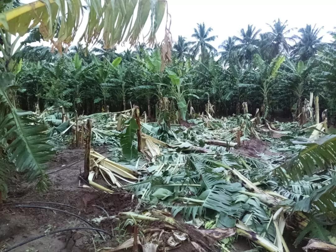 கோவை வடக்கு: கோவை தடாகத்தில் அட்டகாசம்: 1,000 வாழைகளை அழித்த 'வேட்டையன்' யானை!