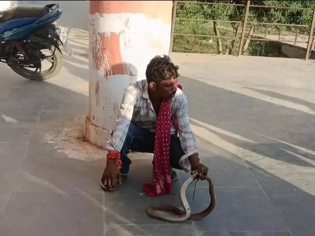 बिरौल: दरभंगा में सांप के डसने से युवक की हालत गंभीर, अस्पताल में भर्ती