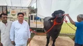 हिसार: हरियाणा की मुर्राह भैंस ने बनाया दूध उत्पादन का नया रिकॉर्ड