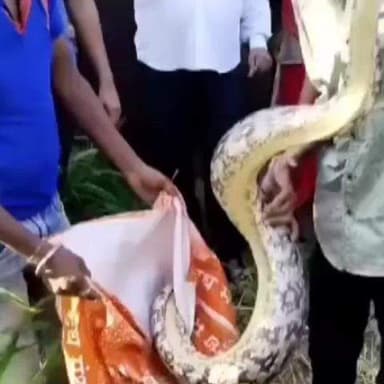 थानागाजी: खोह दरीबा में 12 फीट लंबा अजगर देखने से ग्रामीणों में मची हलचल, वन विभाग की टीम ने रेस्क्यू कर जंगल में छोड़ा