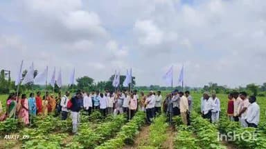 वरोरा: आसाळा येथे स्वतंत्र दिनाच्या पूर्वसंध्येला गावातील शेतकऱ्यांचे शेतात झेंडे दाखवीत अनोखे आंदोलन