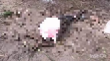 मावली: नुरड़ा के सरडिया में तेंदुए ने भैंस के बच्चे का किया शिकार, तेंदुए के आतंक से ग्रामीणों में छाई दहशत