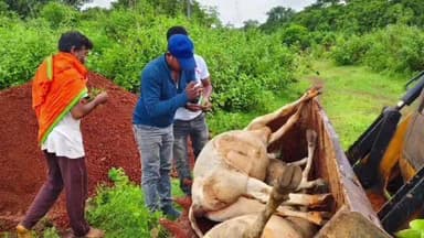 ସୁକିନ୍ଦା: କେନ୍ଦୁଢିପ ପାଖ 53 ନଂ ଜାତୀୟ ରାଜପଥରେ ଅଜଣା ଗାଡ଼ି ଦୁର୍ଘଟଣାରେ ତିନୋଟି ଗାଈ ମୃତ ଘଟଣାସ୍ଥଳରେ ଉତ୍ତେଜନା