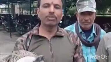 मावली: डबोक एयरपोर्ट के पास वन विभाग की टीम ने विलुप्त प्रजाति के गिद्ध का सुरक्षित रेस्क्यू किया