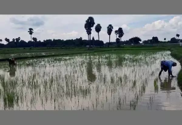 திருப்பத்தூர்: திருப்புத்துார்: தொடர் மழையால் விறுவிறுப்பான நெல் சாகுபடி பணிகள்
