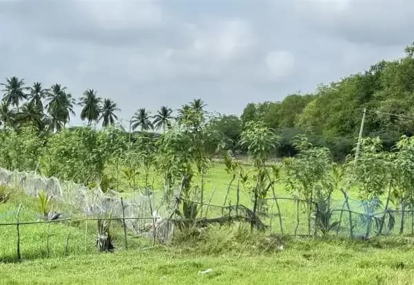 திருப்புவனம்: விவசாய பயிர்களை பாதுகாக்க வேலிகள் மற்றும் வலைகள் அமைப்பு