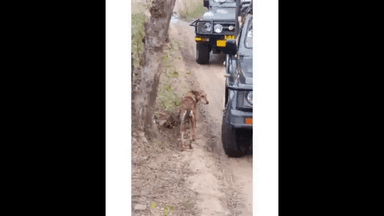 #@Ranthambhore: National park of Rajasthan ,India #Sultana Tigeress caught a wild dog.