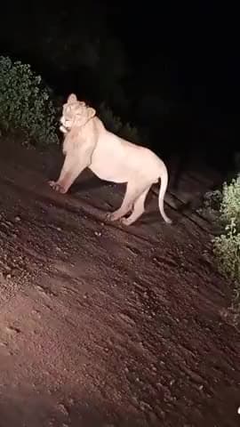 पाली: #10l1954 @pspdharasinghyadav