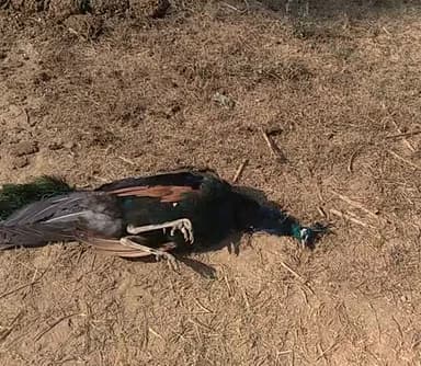 दौसा: bahut Tej Sardi ki vajah se rashtriy pakshi peacock ki Hui death###07 #10k @@bjpkaushambi16