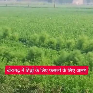 खेरागढ़: खेरागढ़ में टिड्डी के हमले को लेकर कृषि विभाग की टीम ने किया रेड अलर्ट जारी #रेड_अलर्ट #कृषि_विभाग