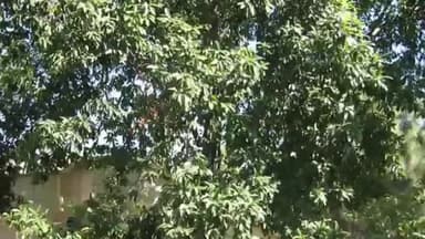 मोतिहारी: मोतिहारी की नर्सरी के फलों की नीलामी 18 फरवरी से होगी, तिथि की गई निर्धारित #नर्सरी #निलामी