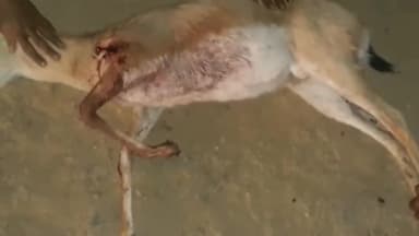 लूनकरनसर: हिरण शिकार मामले में निलंबित रेंजर को किया गया बहाल, बहाली के आदेश के बाद जीवप्रेमियों में रोष #शिकार_मामला #बहाल