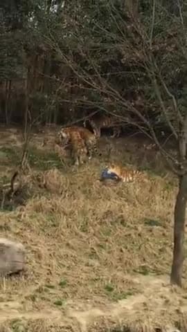 हुज़ूर: dahrkundi #ashram #ke #ghatana##char bagho ke #jhund# ne #adivasi ko maut ke ghat utara