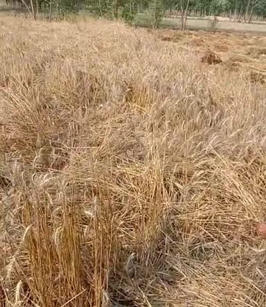 बरेली: बारिश से हुआ है किसानों को बहुत ही ज्यादा नुकसान जिला बरेली थाना भोजीपुरा मैं बहुत नुकसान हुआ है#modimp #aajtak