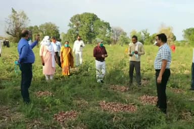 सोहागपुर: भमरहा में निरीक्षण के दौरान प्याज की खुदाई कर रहे कृषक से कलेक्टर ने की बातचीत #डीसी #कृषक