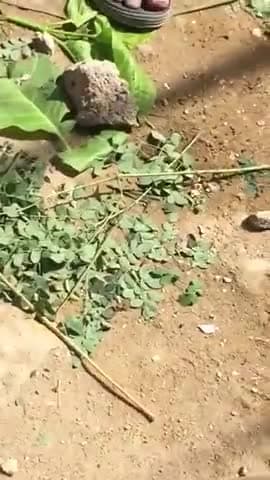 झाझा: कराची में हुआ ✈️ हादसा बेहद खौफनाक था! मृतकों को श्रद्धांजलि.विमान #लाहौर से #कराची आ रहा था.कराची के जिन्ना एयरपोर्ट पर