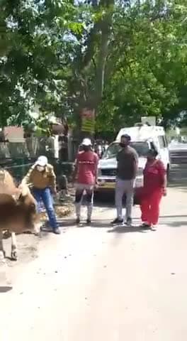 मेरठ: पल्लवपुरम में ज़ख्मी सांड (बिजार) को उपचार देते एनिमल केयर सोसायटी के सदस्य।
#acs #ngo #animal_care_society