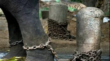 गिरिडीह: गर्भवती हथनी को पटाखे से मार डाला
#elephantkilled
#trending #supportme