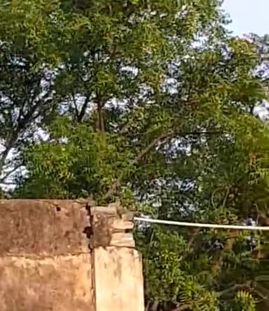 ब्यावर: Beawar Me Aayi Tidiya
Udaipur Road Chungi Naka
F C I Godam
#Tidiya #New Trend #Beawar
@ajmer Beawar Sedriya