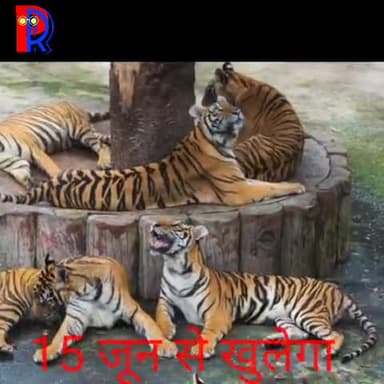 पनागर: #पर्यटकों के लिए आई बड़ी खबर।
#बांधवगढ़ टाईगर रिज़र्व 15 जून से खुलेगा।
देखिए पूरी खबर।
#टाइगर