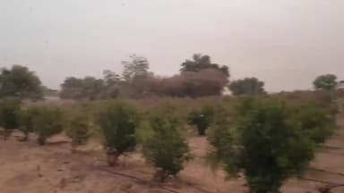 सायला: टिड्डियां सायला क्षेत्र का नही छोड़ रही पीछा, दहिवा ग्राम में एक माह में पांचवी बार आया टिड्डी दल #टिड्डीदल