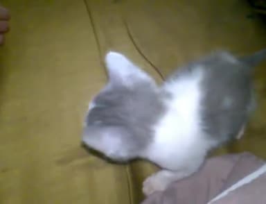 सिविल लाइन्स: During #lockdown had time to play with my #pet! #लॉकडाउन के दौरान मेरे #पालतू जानवरों के साथ खेलने का समय था!