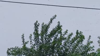 शिकोहाबाद: A huge fleet of locust appeared in Nagla Khangar#locusts