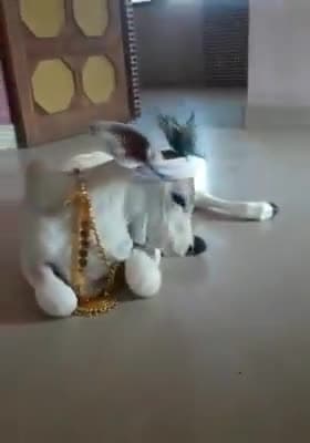 औरंगाबाद: #गौ माता के नंदनी देख कर दिल खुशी से #झूम उठा . 